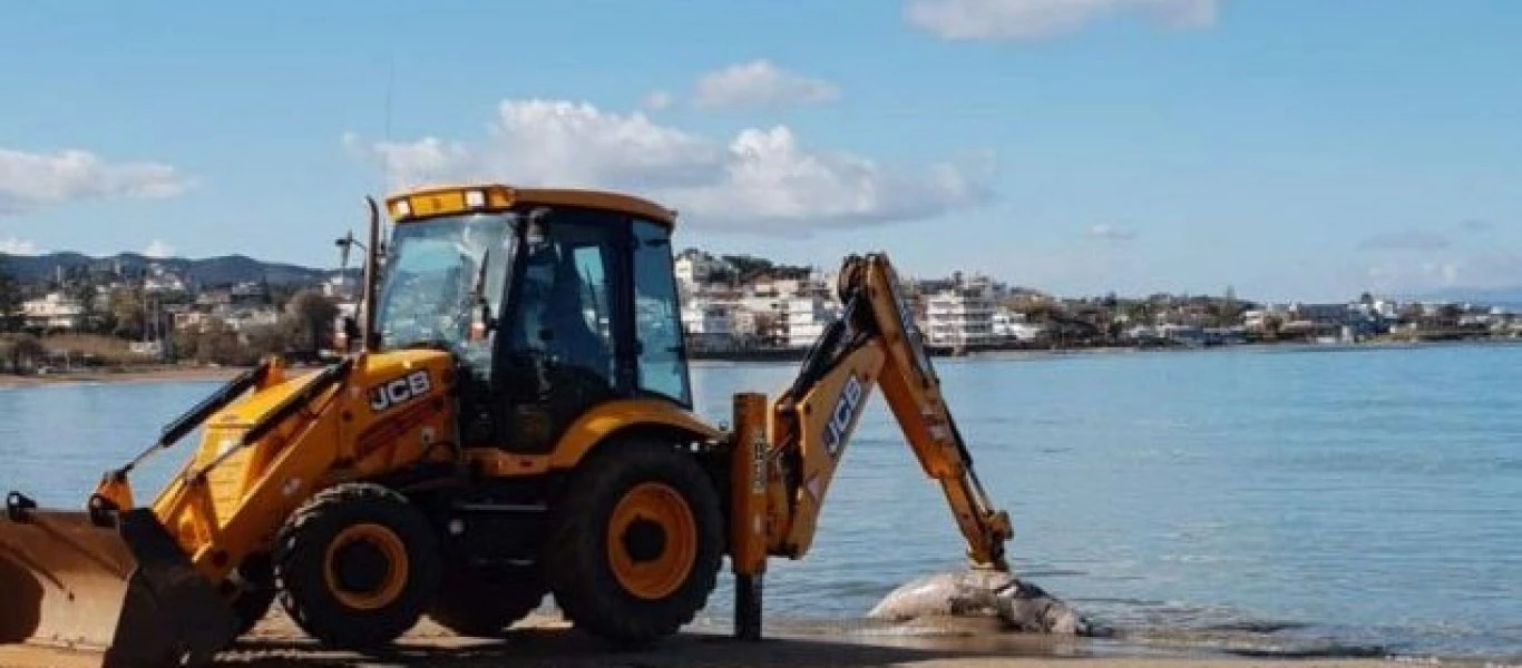 Χανιά: Η θάλασσα ξέβρασε μια νεκρή φώκια (φωτο)